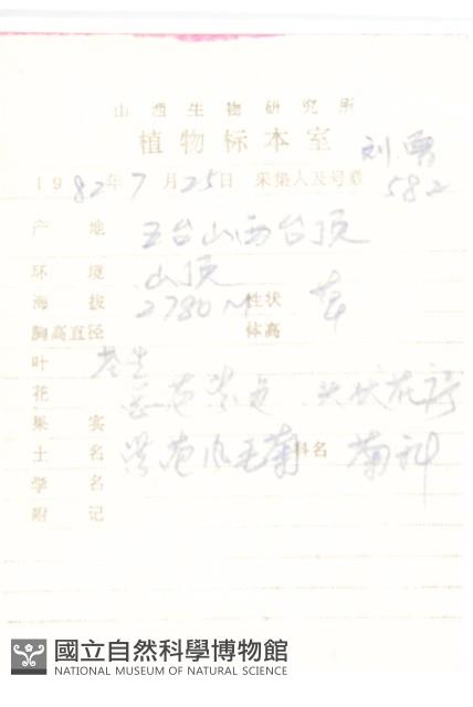 紫苞鳳毛菊藏品圖，第2張