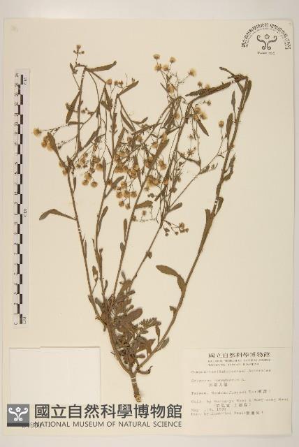 加拿大蓬藏品圖，第1張