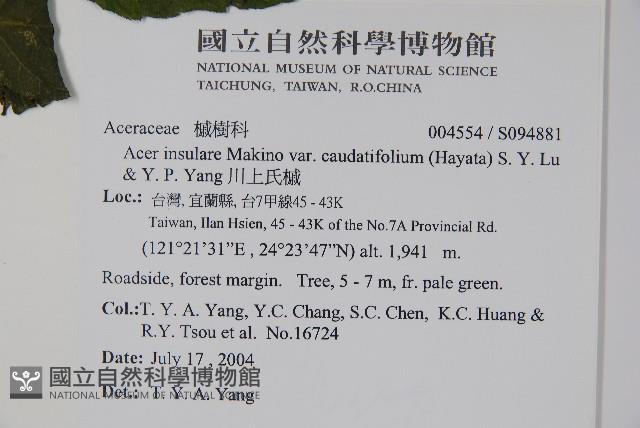 大屯尖葉槭, 川上氏槭藏品圖，第2張