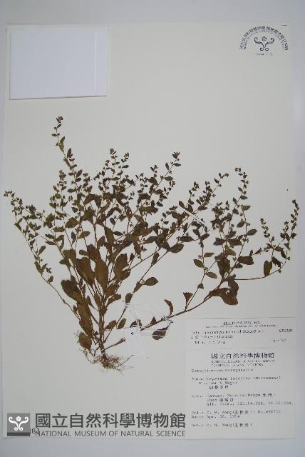 細纍子草藏品圖，第1張