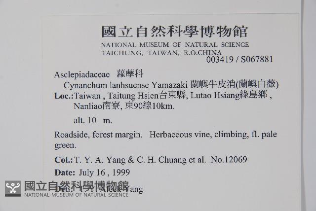 蘭嶼牛皮消、蘭嶼白薇藏品圖，第2張