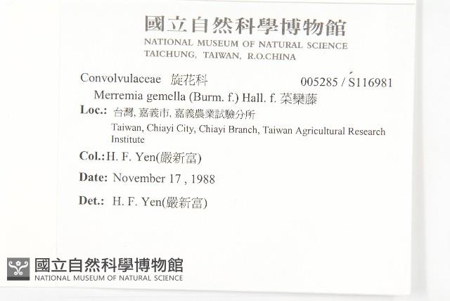 菜欒藤藏品圖，第2張