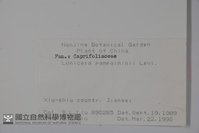 貴州忍冬藏品圖，第2張