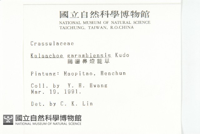 鵝鑾鼻燈籠草藏品圖，第2張
