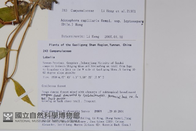 細萼沙參藏品圖，第2張