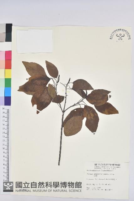 白臼藏品圖，第1張