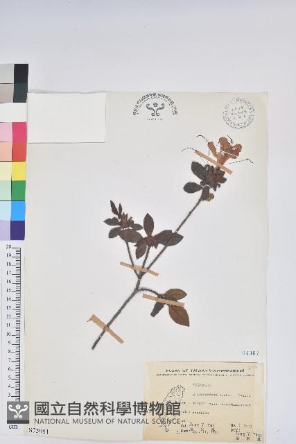 金毛杜鵑藏品圖，第1張