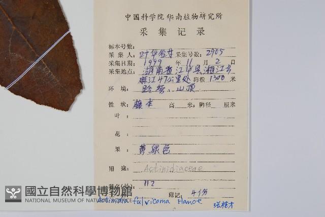 棕毛獼猴桃藏品圖，第2張