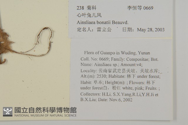 心葉兔兒風藏品圖，第2張