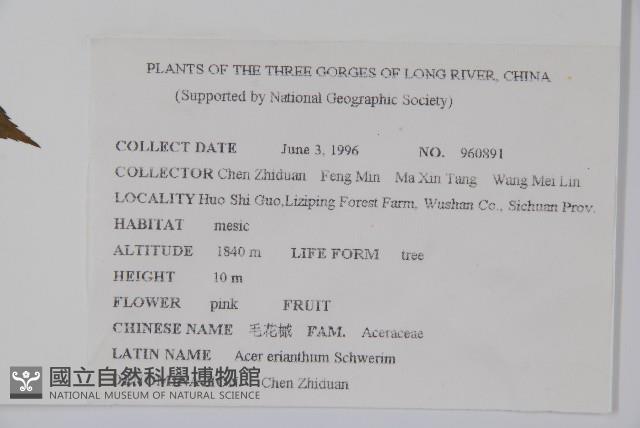 毛花槭藏品圖，第2張