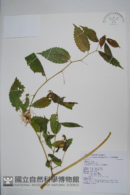 黃花鳳仙花藏品圖，第1張