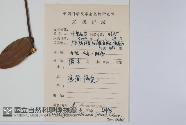 瓜馥木藏品圖，第2張