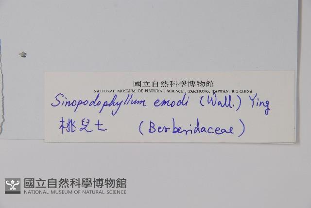 桃兒七藏品圖，第2張