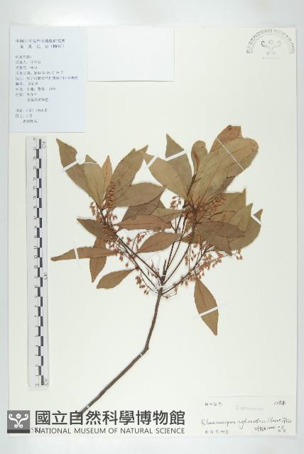 杜英、山杜英、蘭嶼杜英藏品圖，第1張