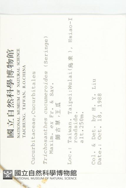 王瓜藏品圖，第2張