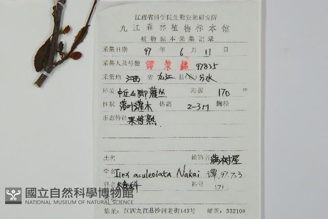 鼠李冬青、滿樹星藏品圖，第2張