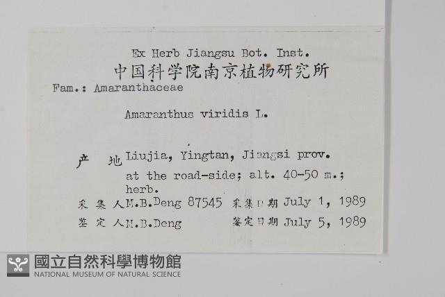 野莧菜藏品圖，第2張