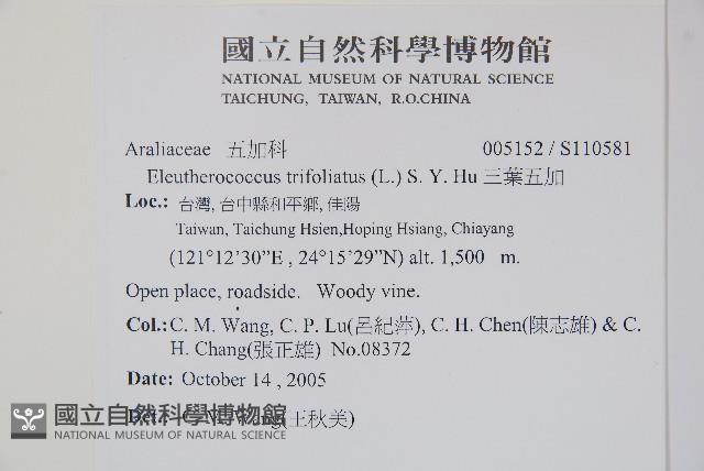 三葉五加藏品圖，第2張