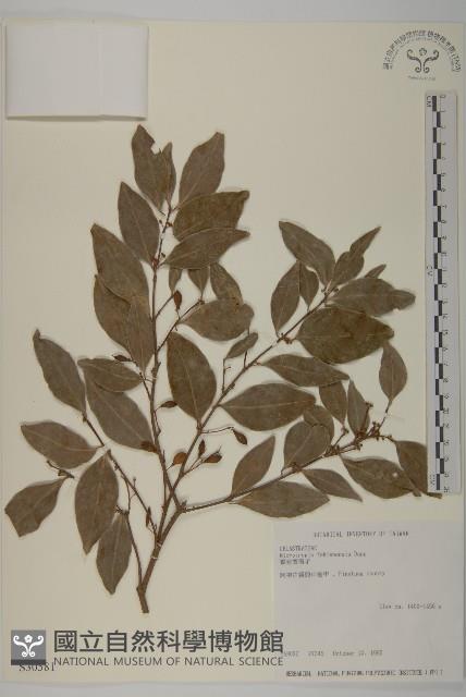 福建賽衛矛、福建假衛矛藏品圖，第1張