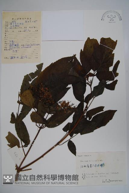 冇骨消藏品圖，第1張