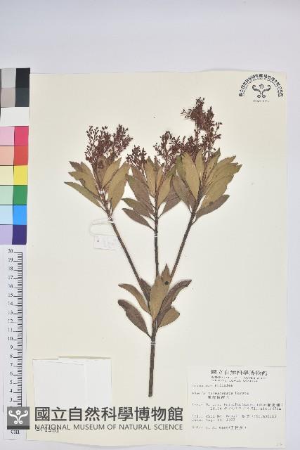 臺灣馬醉木藏品圖，第1張