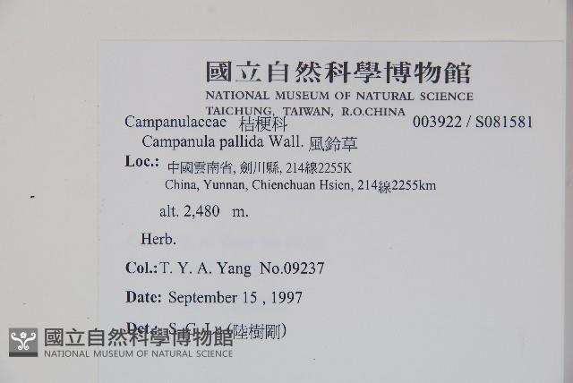 風鈴草藏品圖，第2張