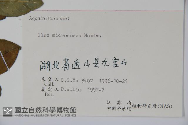 朱紅水木藏品圖，第2張