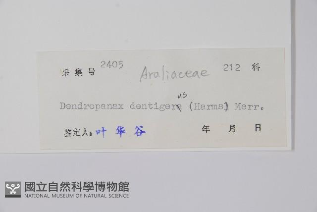 臺灣樹參藏品圖，第2張