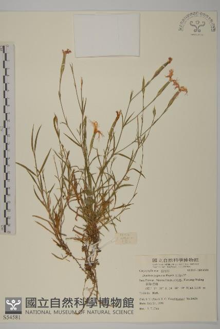 玉山石竹藏品圖，第1張