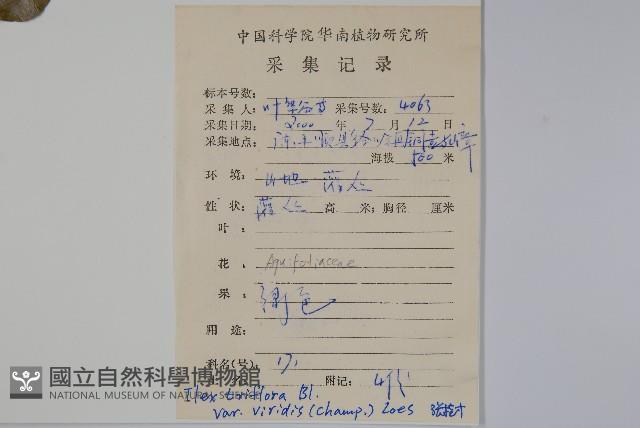 亮葉冬青藏品圖，第2張