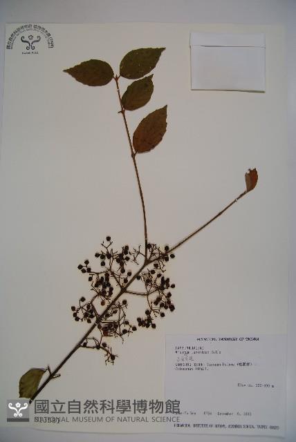 呂宋莢迷藏品圖，第1張