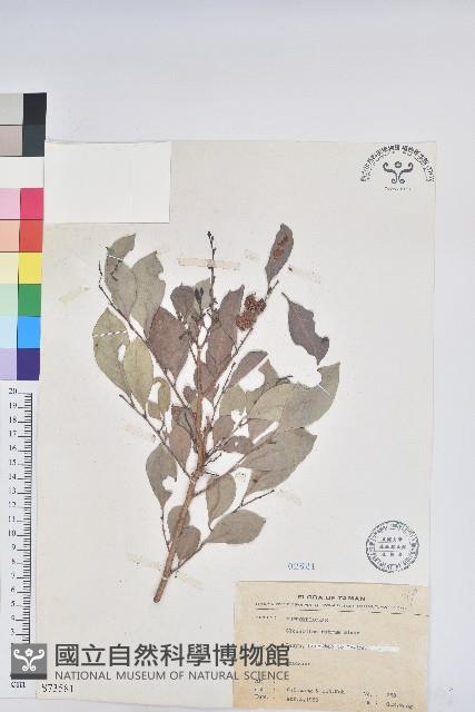 細葉饅頭果藏品圖，第1張