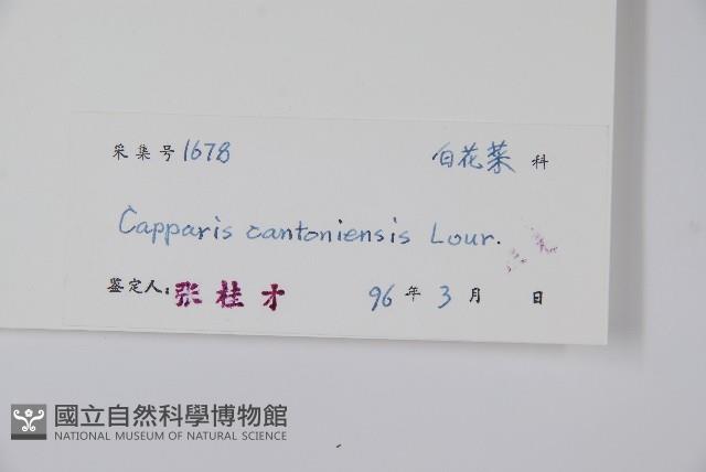 廣州山柑藏品圖，第2張