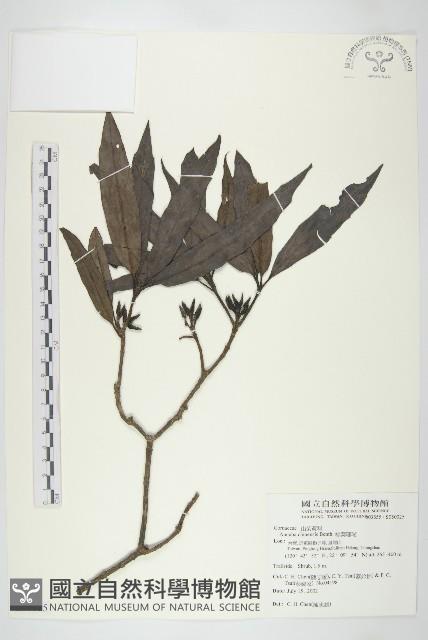 桃葉珊瑚藏品圖，第1張