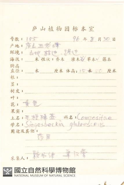 毛梗豨薟藏品圖，第2張