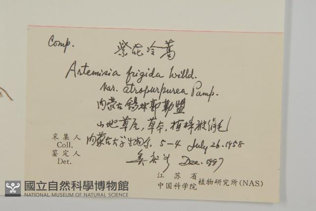 黑紫冷蒿藏品圖，第2張