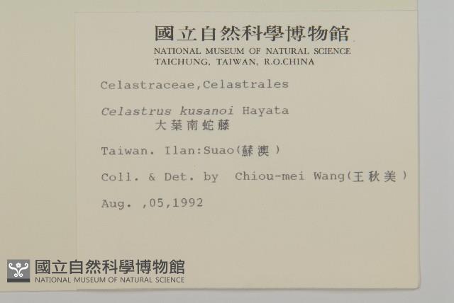 大葉南蛇藤藏品圖，第1張