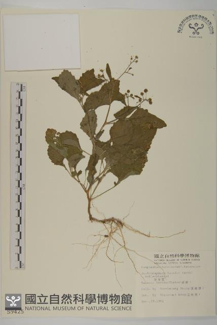 茯苓菜藏品圖，第2張