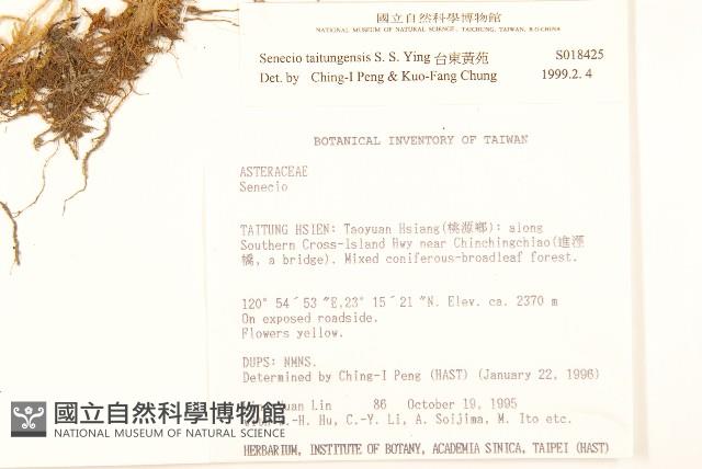 台東黃菀藏品圖，第2張