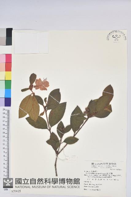 金毛杜鵑藏品圖，第1張