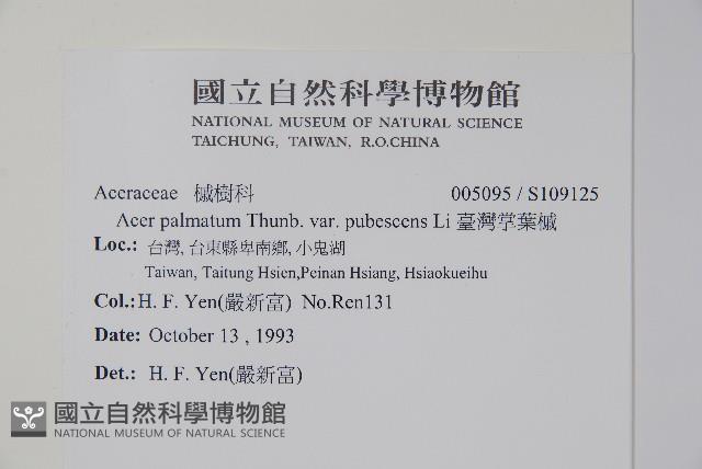 臺灣掌葉槭藏品圖，第2張