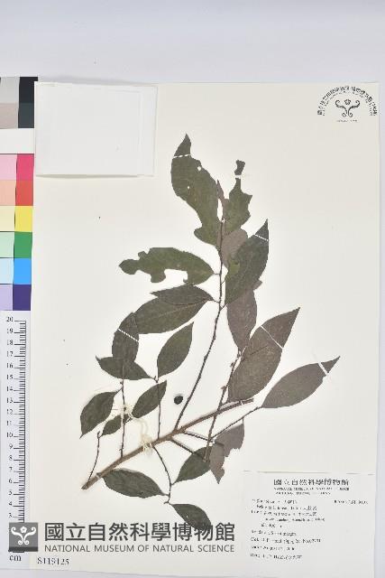 刺杜密藏品圖，第1張