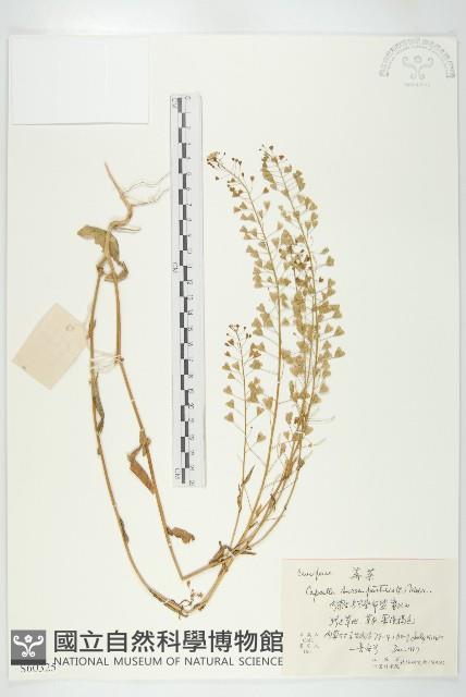 薺藏品圖，第1張