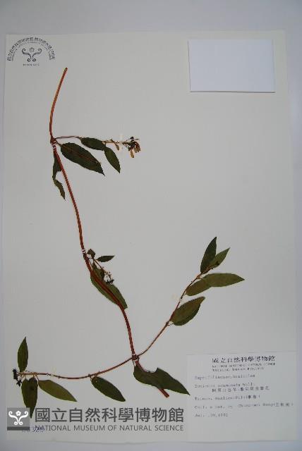 阿里山忍冬、漸尖葉忍冬藏品圖，第1張