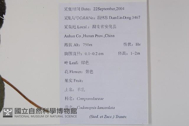 羊乳、四葉參藏品圖，第2張