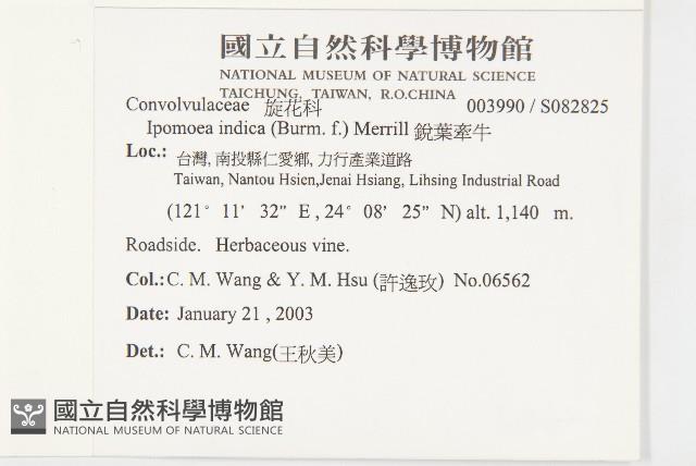 銳葉牽牛藏品圖，第2張