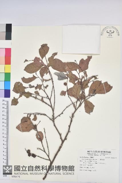 細葉饅頭果藏品圖，第1張