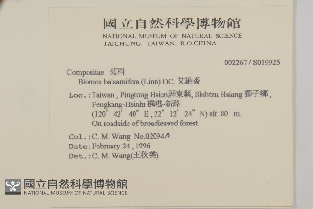 艾納香藏品圖，第2張