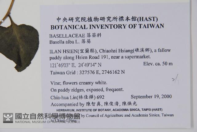 落葵藏品圖，第2張