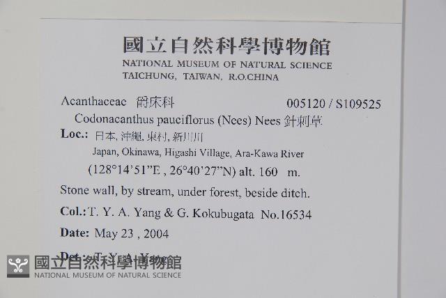 針刺草藏品圖，第2張